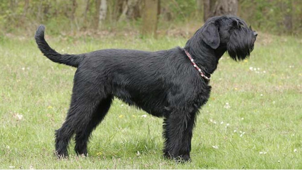 Шикарный кобель Ризеншнауцер