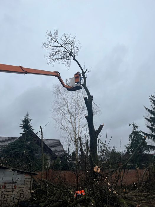 Koszenie Traw Porządkowanie Terenu Wycinka Drzew
