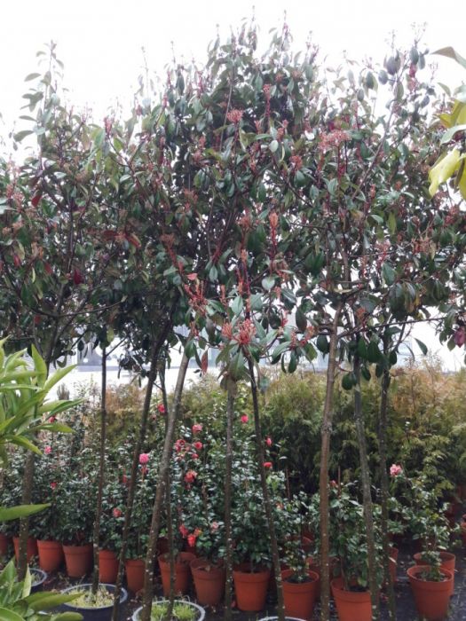 24 photinias de copa