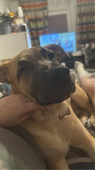 Oddam psa do adopcji