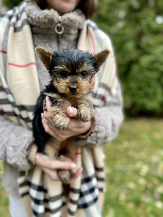 Тендітна дівчинка йорк