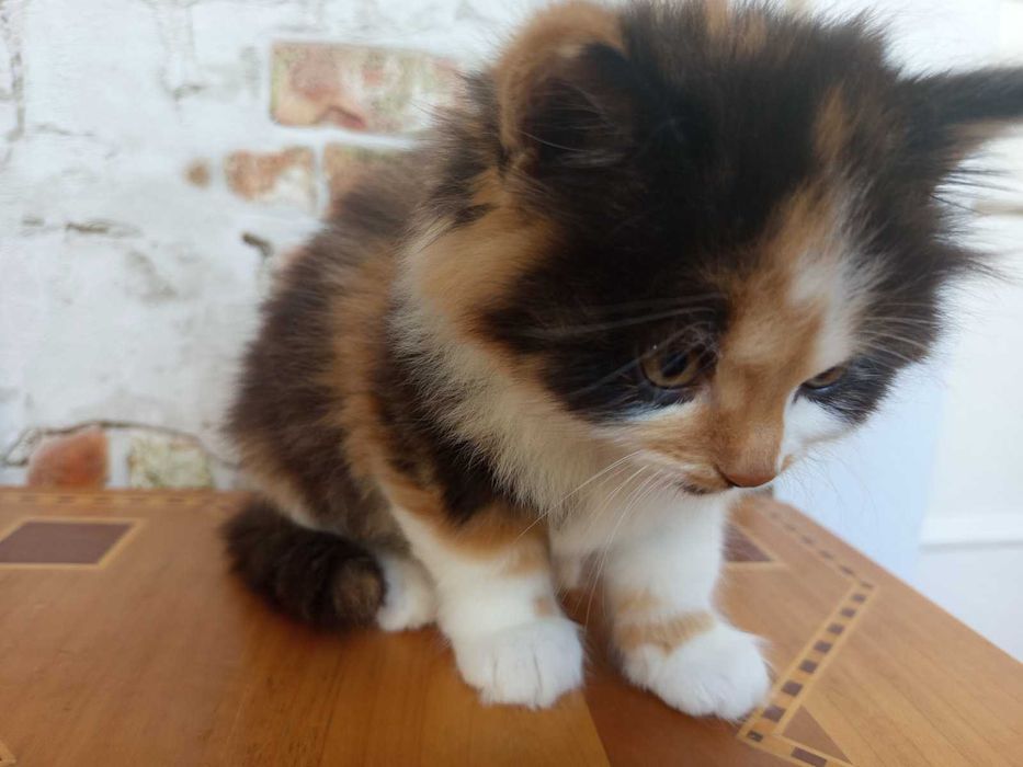 Котики сибірської породи.