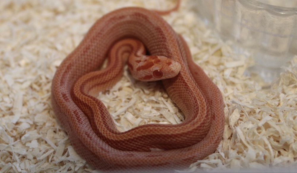 Wąż zbożowy węże zbożowe możliwa wyprawka transport