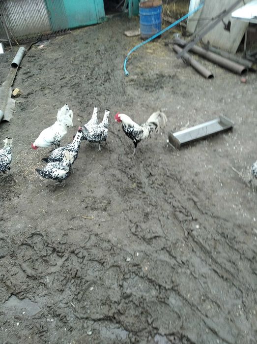 инкубационноє яйцо гамбургських кур