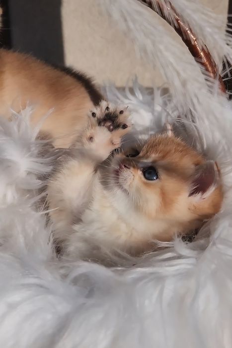Шотландські кошенята золота шиншила