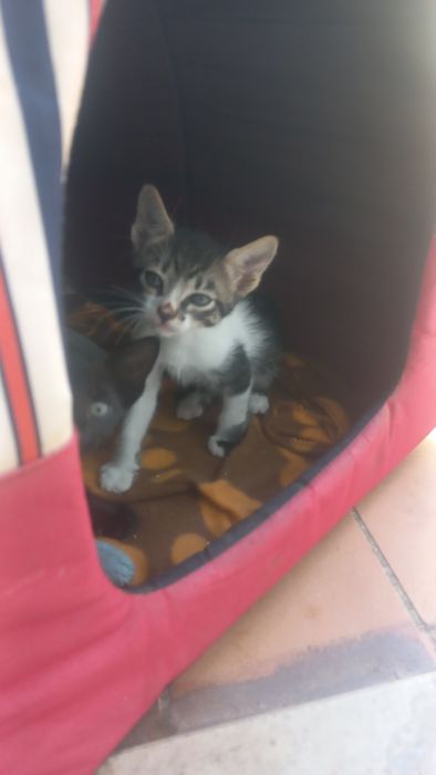 URGENTE Gatinhos bebes adoção