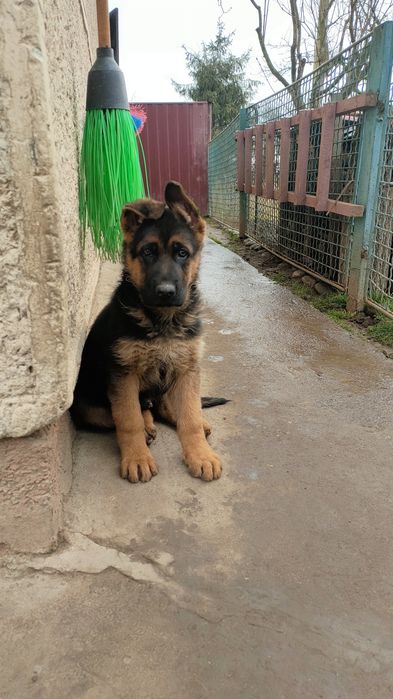 Продаються цуценята