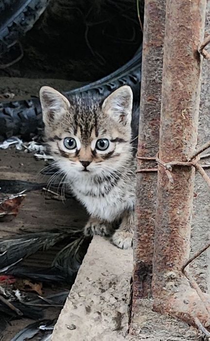 Отдам в хорошие руки котят