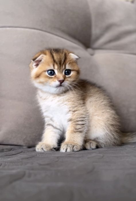 Шикарний висловухий котик