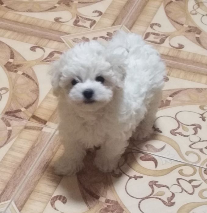 Бішон Фрізе в'язка