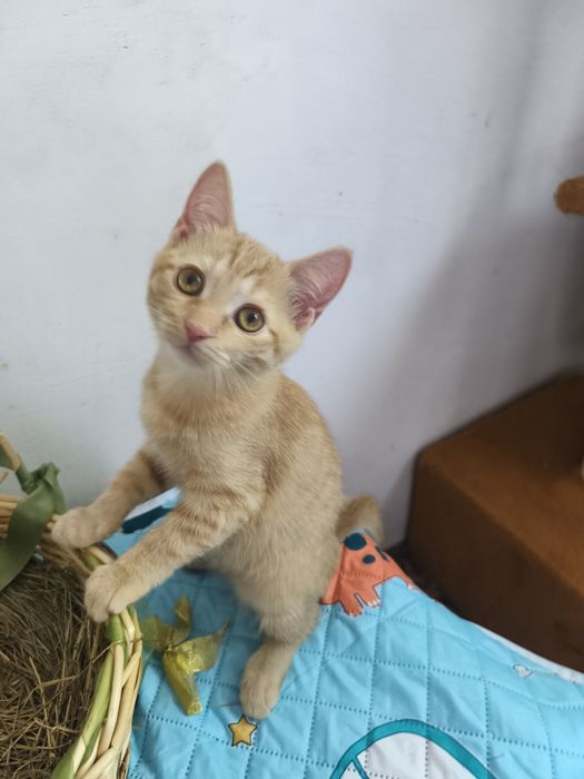 Котята в хорошие руки
