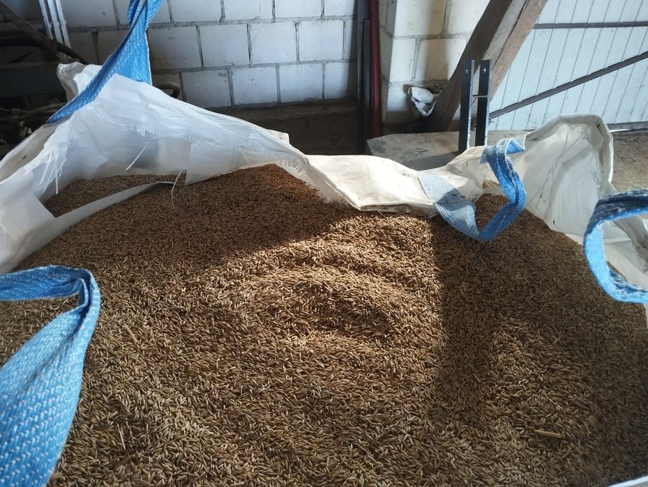 Mieszanka zbożowa z certyfikatem eko