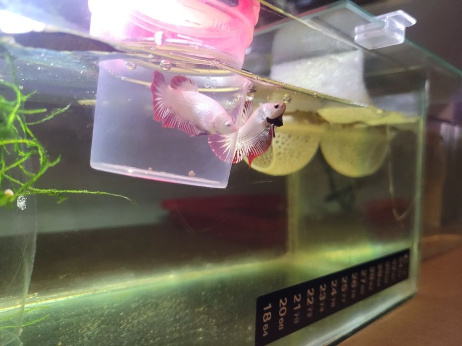 Casal de Betta Red Dragon Plakat Premium à venda os mesmos das fotos