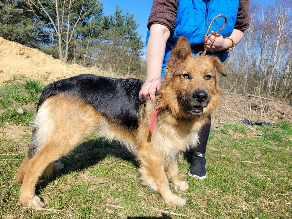 Piękny Max do adopcji