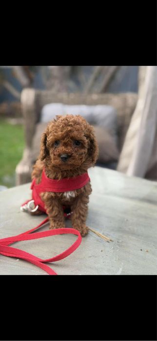 Pudel toy red brown