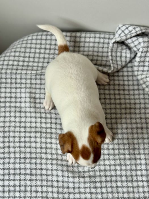 Дівчинка Джек Рассел КСУ |f216