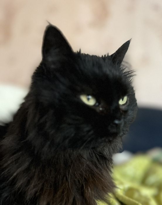 Кошечка из приюта