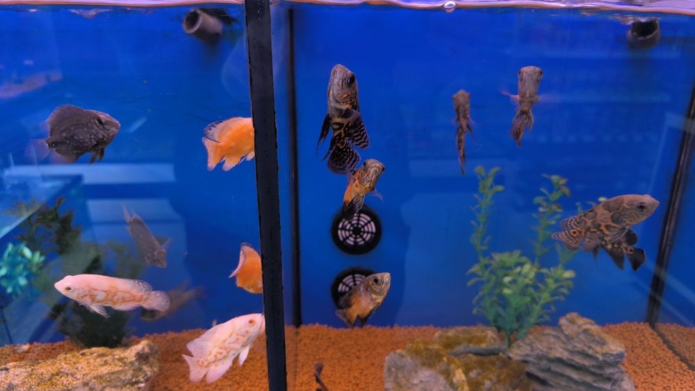 Óscares Sortidos TOP!