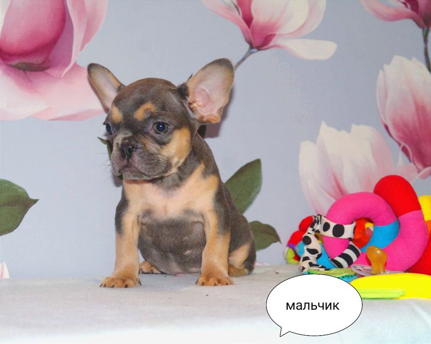 Супер детки ждут Вас