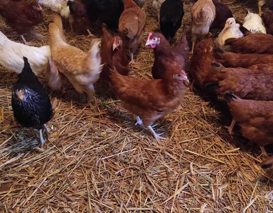 Kury nioski młode kurki na jajka ROSSA Leghorn kokoszki nioska