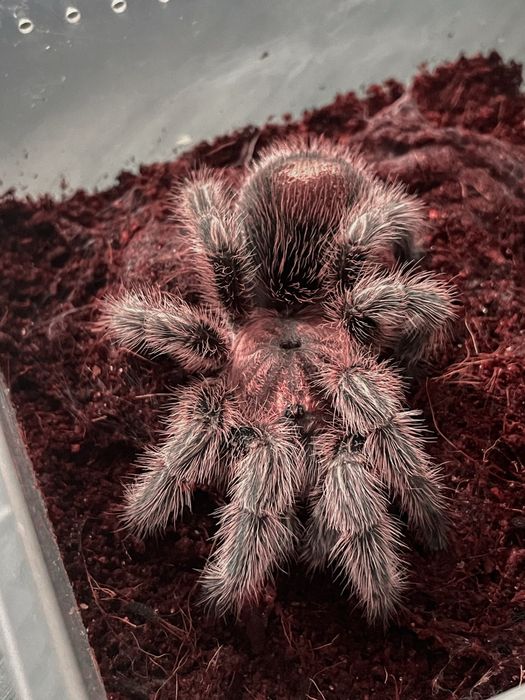 Skakun królewski Phidippus regius SAMICA white bahamas SKAKUNY L8