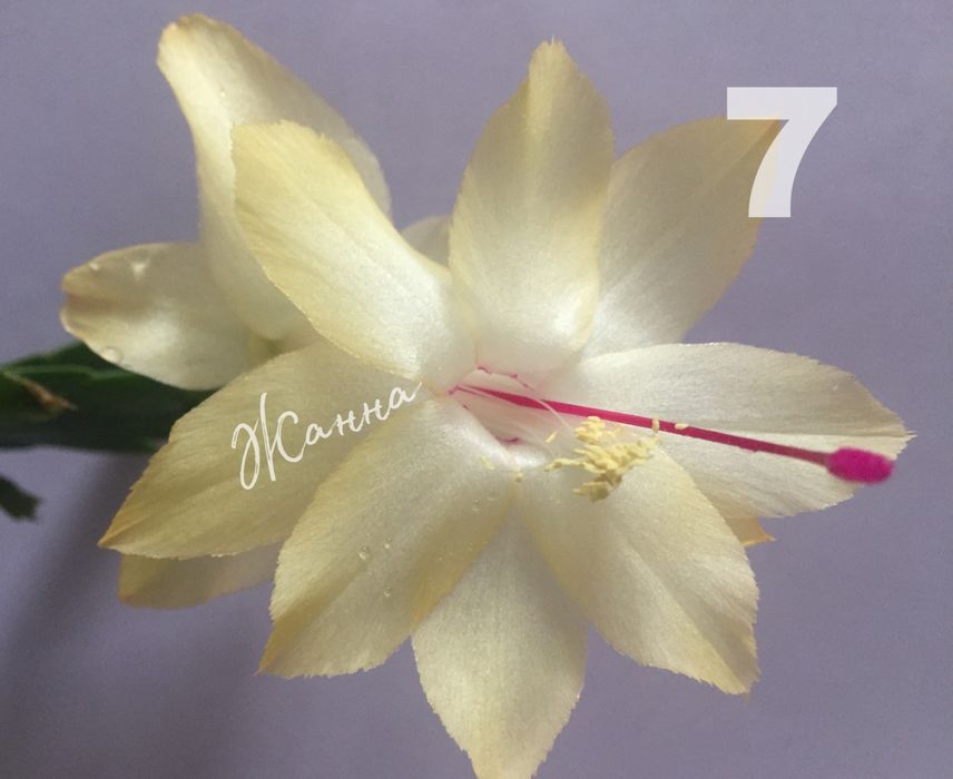 Шлюмбергера Samba Brazil , вкорінені живці.