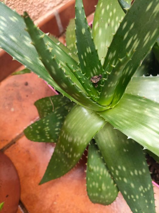 Planta suculenta aloe