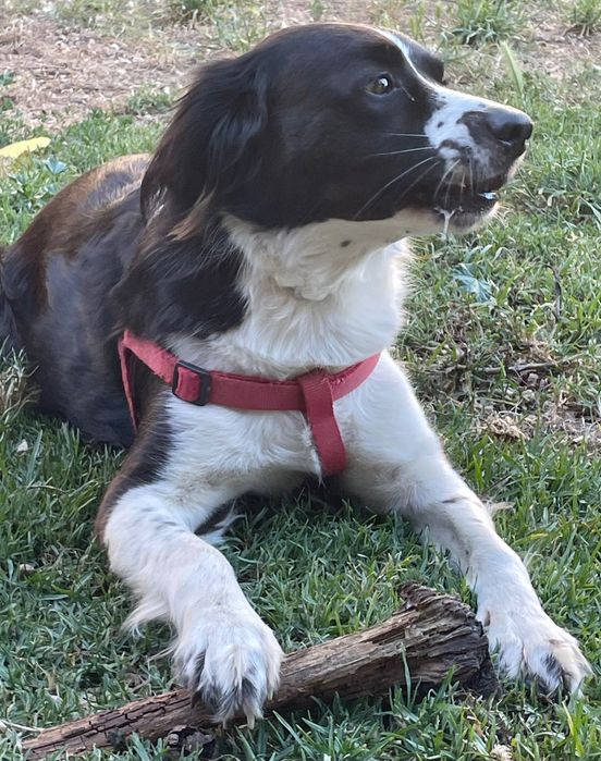 Pet sitter / Hospedagem Familiar de Cães  em Massamá / Dog Walker