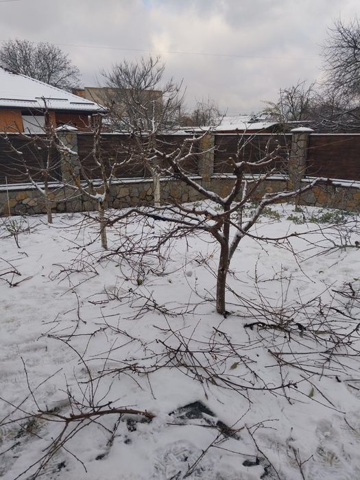 Обрізка дерев обрізка кущів та туй