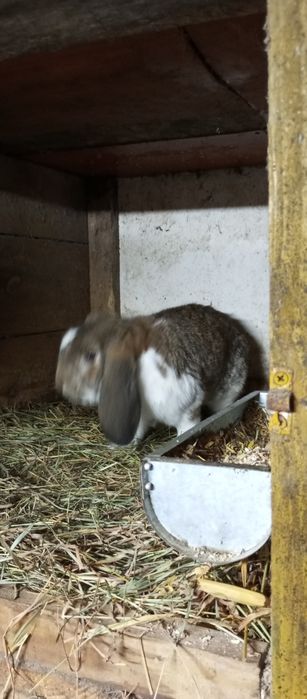 Króliki samiec baran francuski