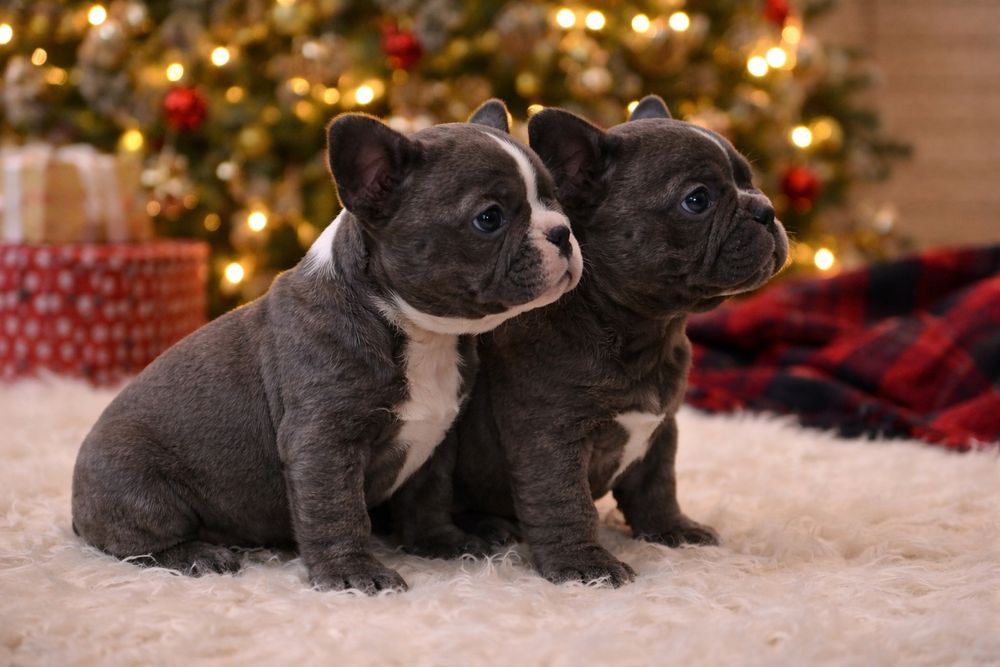 Чудові малята французята,хлопчики та дівчата