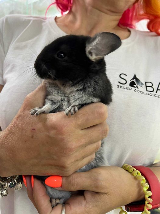 Szynszyla (Chinchilla)