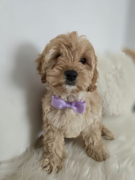 Cavapoo f1b sunia
