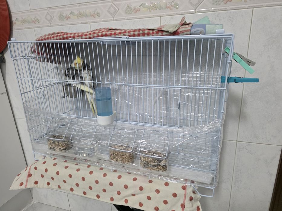 Várias gaiolas usadas e 1 nova em bom estado