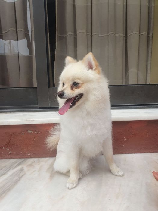 SPITZ POMERÂNIA cachorro macho para acasalar