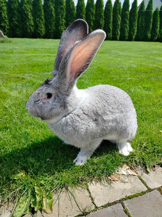 Króliki olbrzym belgijski szynszylowy