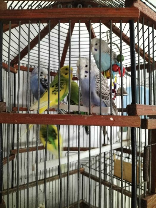 Periquitos zona de Leiria