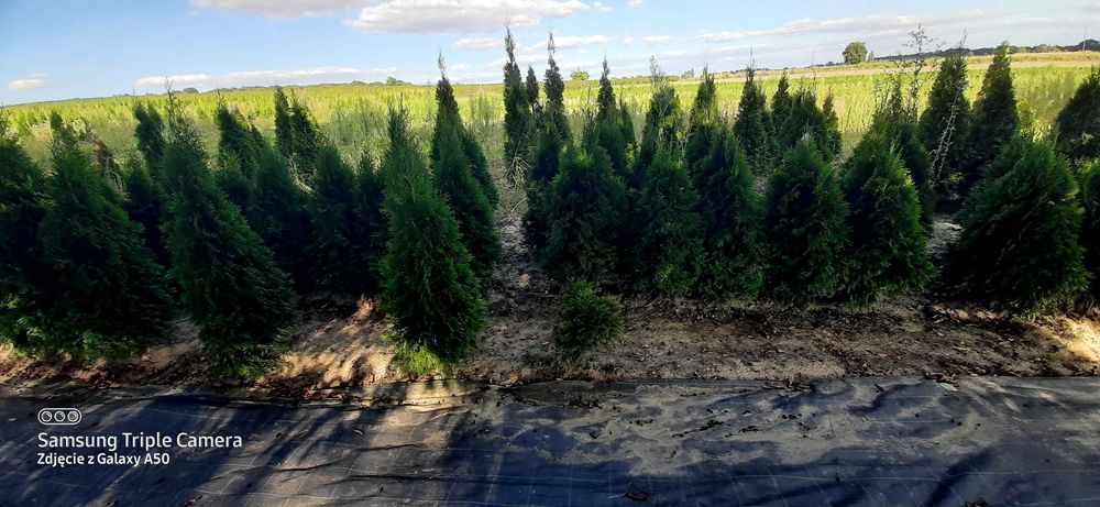 Tuja szmaragd 100-200cm 10zł