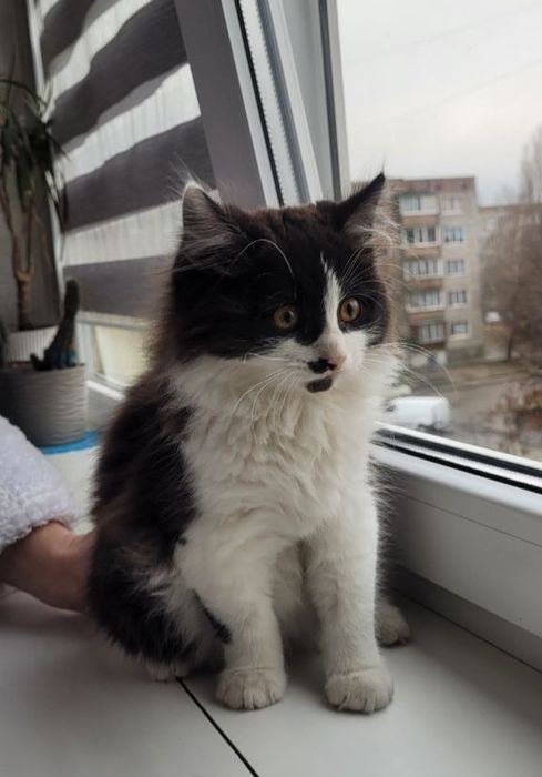 Маленька дівчинка шукає родину