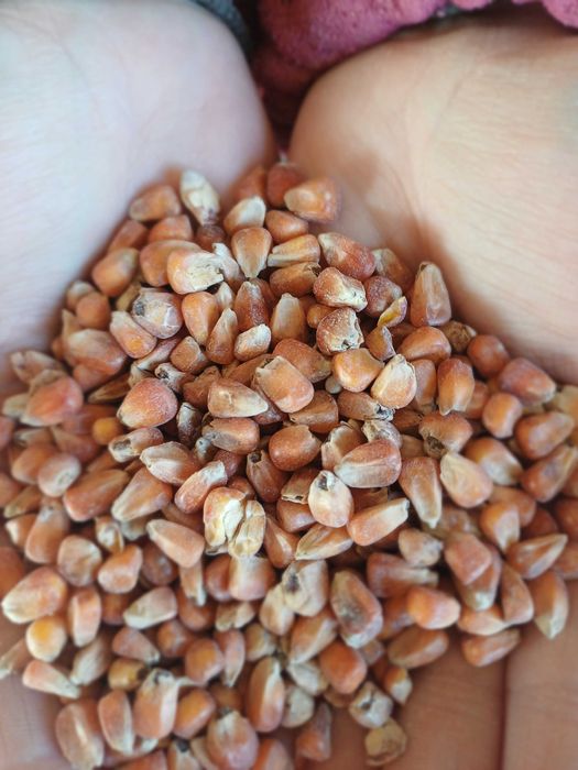 Kukurydza sucha żółta,czerwona,czarna