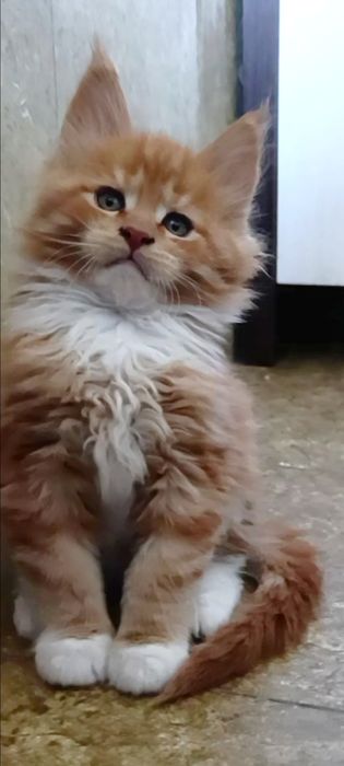 Мейн-Кун, хлопчик