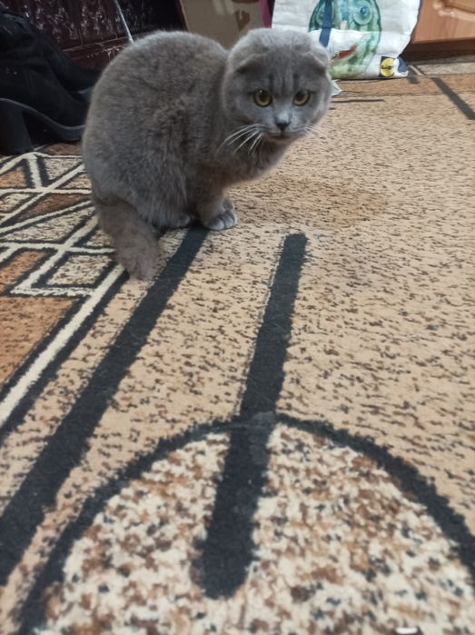Продам кішку британська весловуха