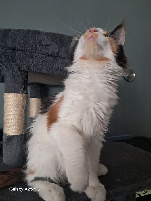 Kotka rasy Maine Coon