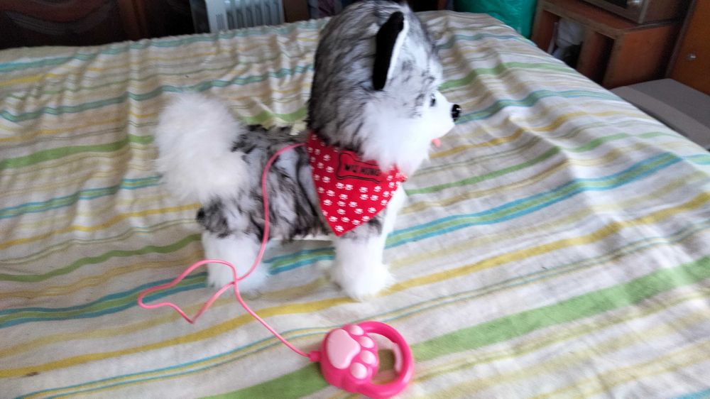 Cão com várias músicas (Novo)