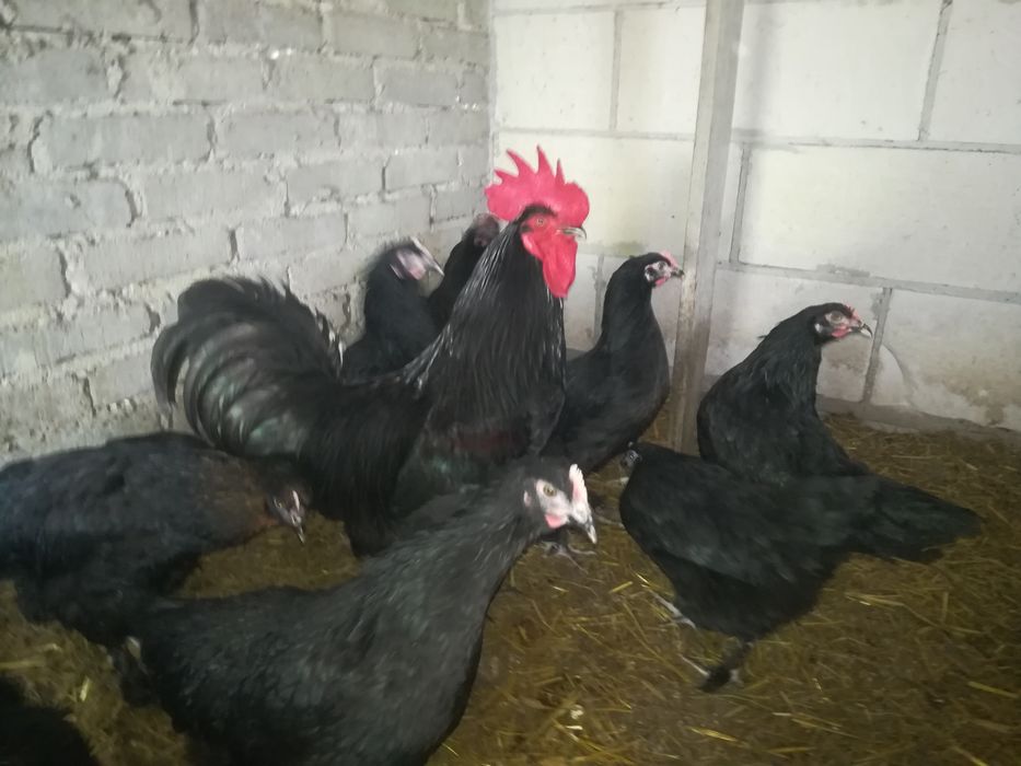 Kury marans, araukana, green Shel, blues hel, leghorn