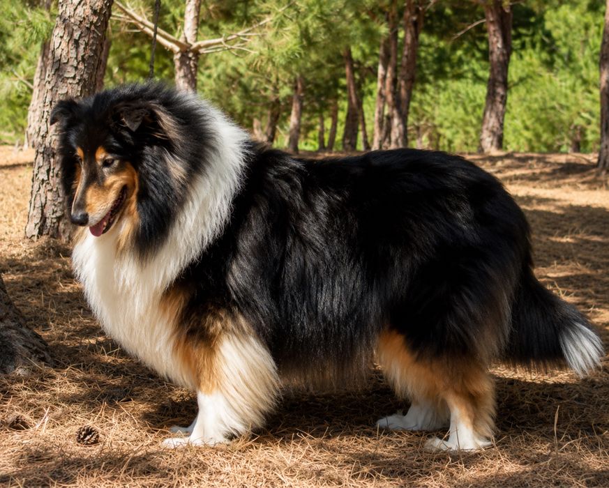 Maravilhosa Lassie - Rough collie’s