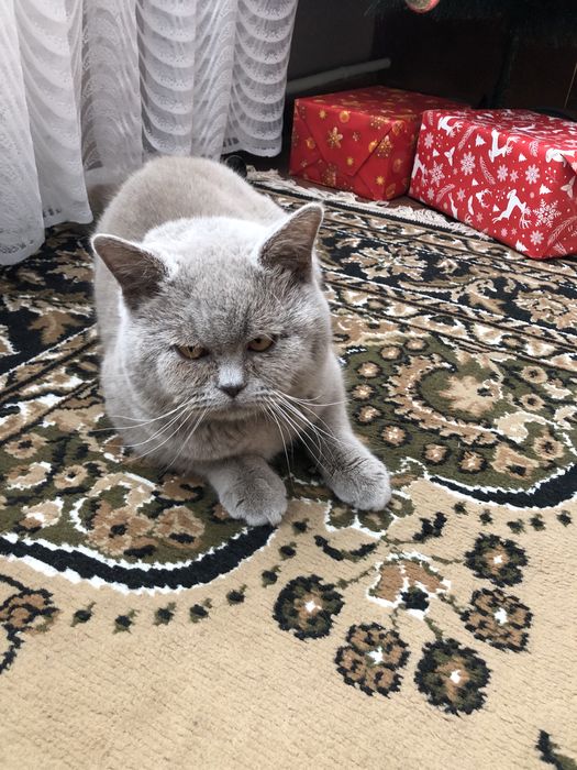 В‘язка шотландських котів