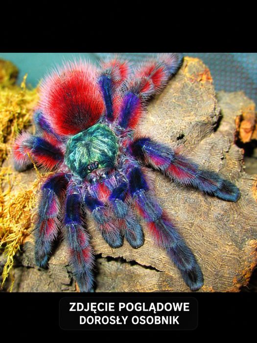 Caribena versicolor