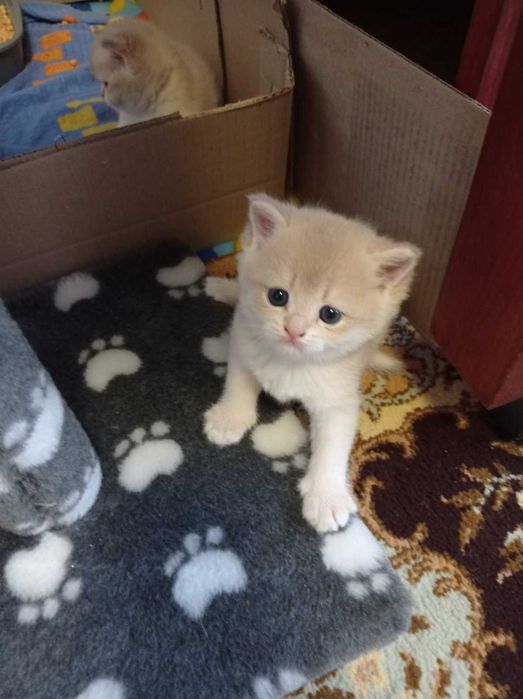 Продаються котики