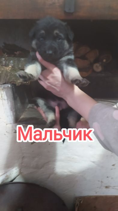 Продам щенков овчарки (ГОТОВЯТСЯ К ПРОДАЖЕ)